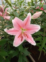 [4197 Sorbonne TL No02.JPG]